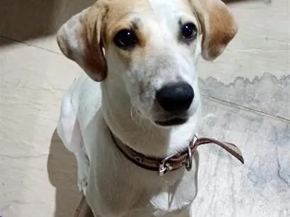 Cachorro raça SRD-ViraLata idade 1 ano nome Snoopy 