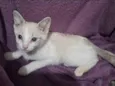 Floquinho