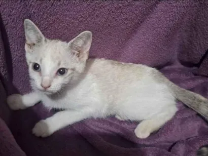 Gato raça SRD-ViraLata idade 2 a 6 meses nome Floquinho