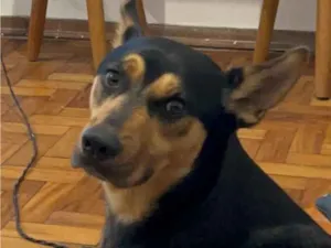 Cachorro raça SRD-ViraLata idade 1 ano nome Dexter