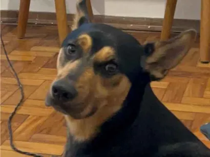 Cachorro raça SRD-ViraLata idade 1 ano nome Dexter