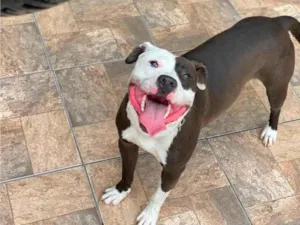 Cachorro raça SRD-ViraLata idade 5 anos nome Romeu