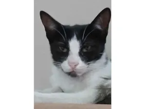 Gato raça SRD-ViraLata idade 7 a 11 meses nome frajola jr