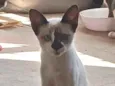 Siamês bege 