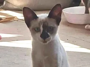 Gato raça Siamês idade 2 a 6 meses nome Siamês bege 