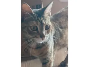 Gato raça SRD-ViraLata idade 2 a 6 meses nome tigrezinha 