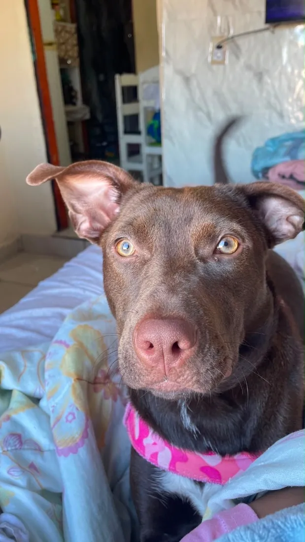 Cachorro raça SRD-ViraLata idade 7 a 11 meses nome Judite