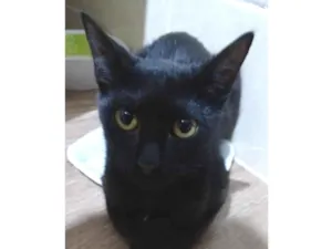 Gato raça SRD-ViraLata idade 7 a 11 meses nome Perninha 
