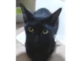 Perninha