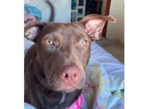 Cachorro raça SRD-ViraLata idade 7 a 11 meses nome Judite