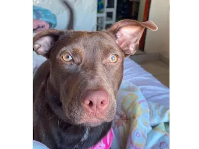 Cachorro raça SRD-ViraLata idade 7 a 11 meses nome Judite
