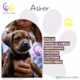 Asher