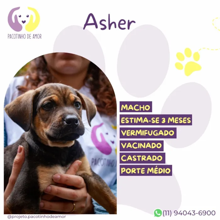 Cachorro raça SRD-ViraLata idade 2 a 6 meses nome Asher