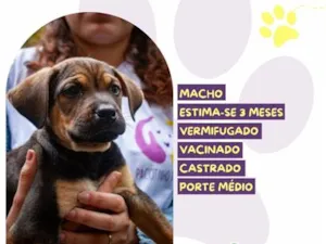 Cachorro raça SRD-ViraLata idade 2 a 6 meses nome Asher