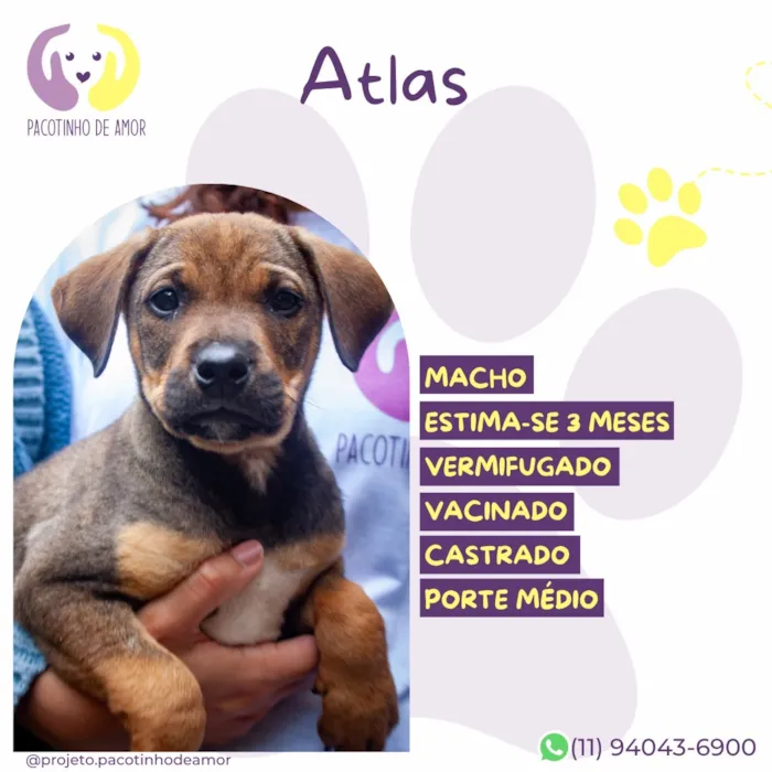 Cachorro raça SRD-ViraLata idade 2 a 6 meses nome Atlas