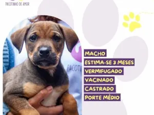 Cachorro raça SRD-ViraLata idade 2 a 6 meses nome Atlas