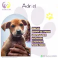 Adriel