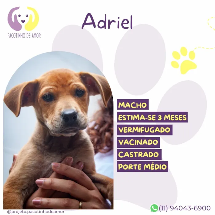 Cachorro raça SRD-ViraLata idade 2 a 6 meses nome Adriel
