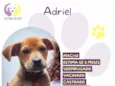 Adriel