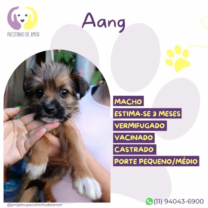 Cachorro raça SRD-ViraLata idade 2 a 6 meses nome Aang