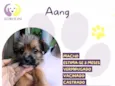 Aang