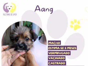 Cachorro raça SRD-ViraLata idade 2 a 6 meses nome Aang