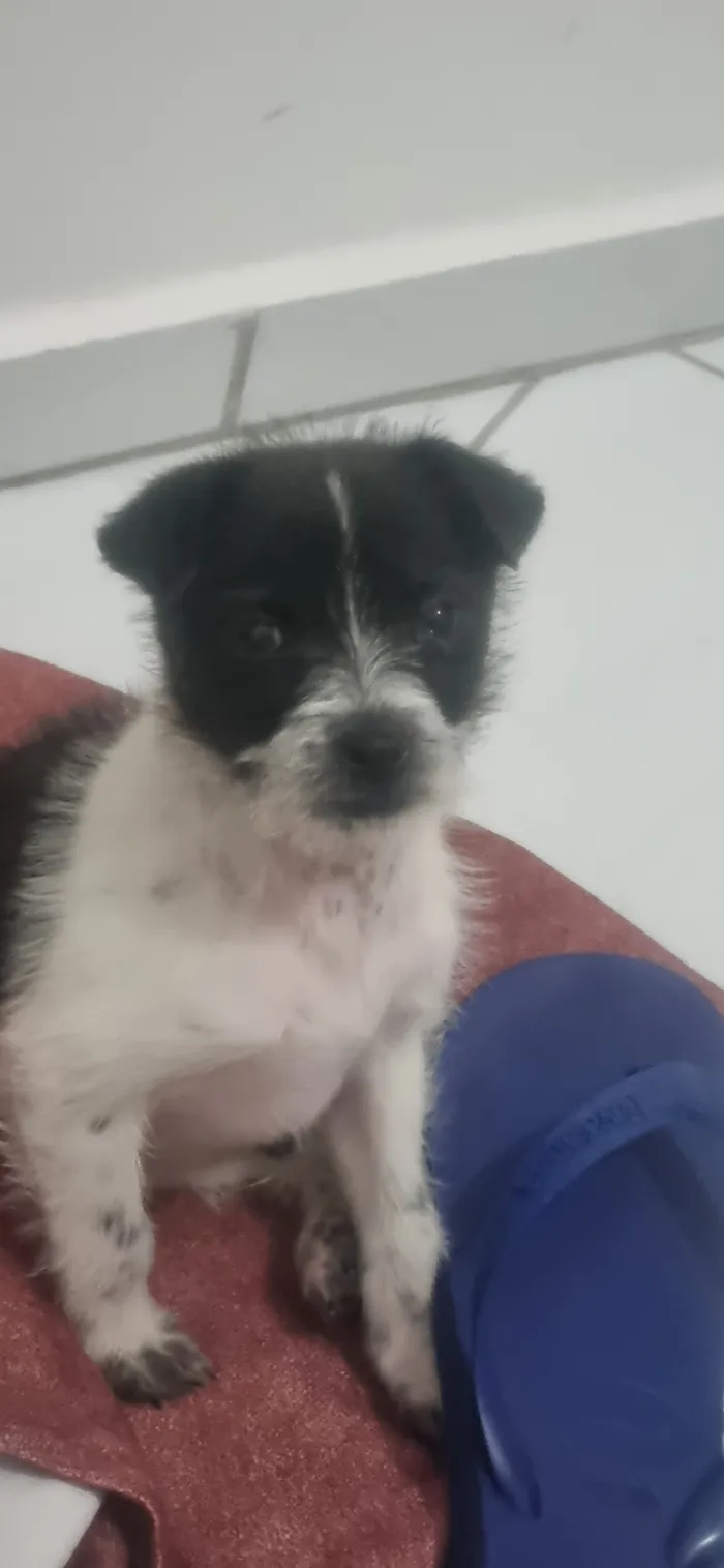 Cachorro raça SRD-ViraLata idade 2 a 6 meses nome Zé Cláudio