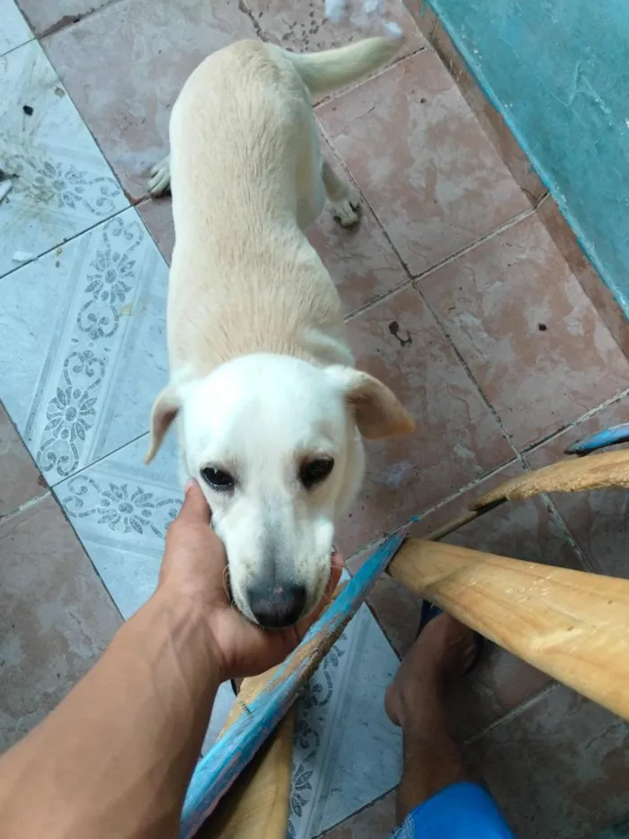 Cachorro raça Labrador idade 7 a 11 meses nome timão 