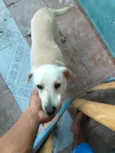 timão