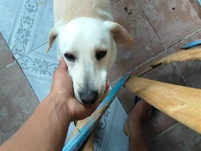 Cachorro raça Labrador idade 7 a 11 meses nome timão 