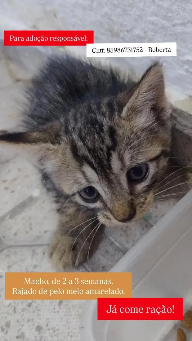 Gato raça SRD-ViraLata idade 2 a 6 meses nome Jack