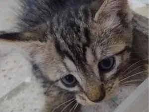 Gato raça SRD-ViraLata idade 2 a 6 meses nome Jack