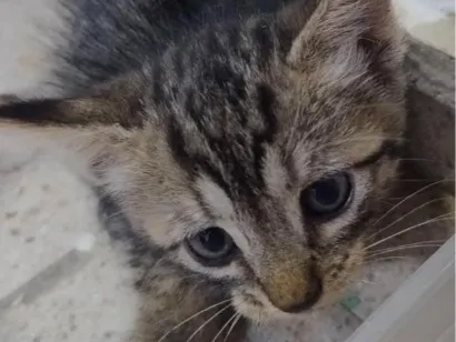 Gato raça SRD-ViraLata idade 2 a 6 meses nome Jack