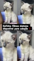 Gata Femea Siamesa