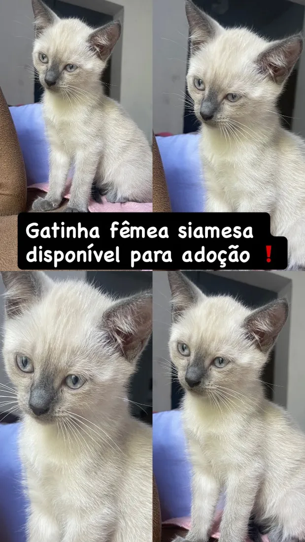 Gato raça Siamês idade 2 a 6 meses nome Gata Femea Siamesa