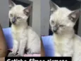 Gata Femea Siamesa