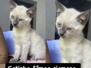 Gato raça Siamês idade 2 a 6 meses nome Gata Femea Siamesa