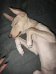 GAYA