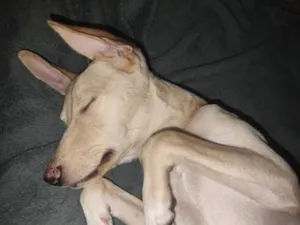 Cachorro raça SRD-ViraLata idade 2 a 6 meses nome GAYA