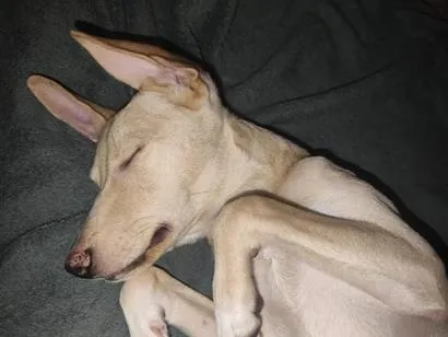 Cachorro raça SRD-ViraLata idade 2 a 6 meses nome GAYA