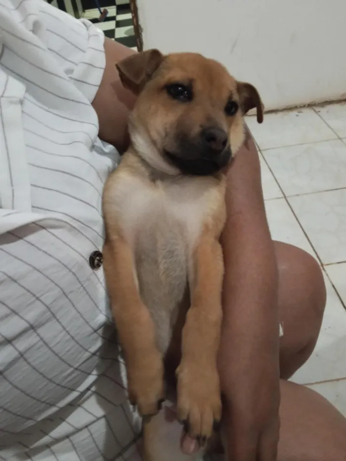 Cachorro raça Sharpei misturado com raça indefinida idade 2 a 6 meses nome Chico e Thiago(mas são nomes temporários)