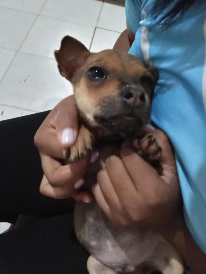 Cachorro raça Sharpei misturado com raça indefinida idade 2 a 6 meses nome Chico e Thiago(mas são nomes temporários)