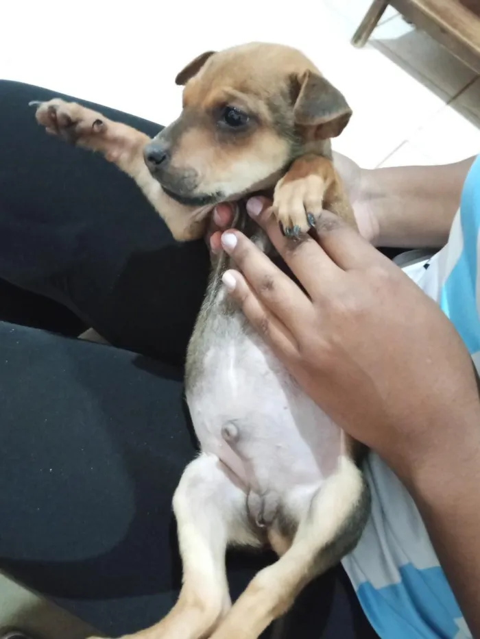 Cachorro raça Sharpei misturado com raça indefinida idade 2 a 6 meses nome Chico e Thiago(mas são nomes temporários)
