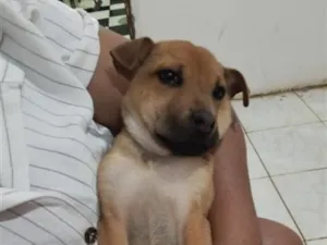 Cachorro raça Sharpei misturado com raça indefinida idade 2 a 6 meses nome Chico e Thiago(mas são nomes temporários)