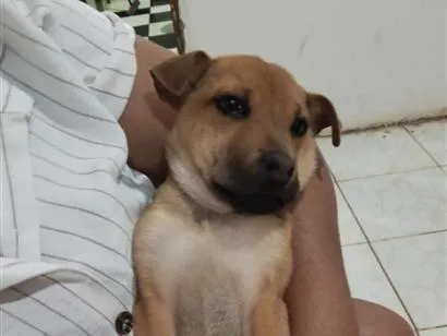 Cachorro raça Sharpei misturado com raça indefinida idade 2 a 6 meses nome Chico e Thiago(mas são nomes temporários)
