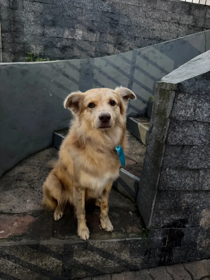 Cachorro raça SRD-ViraLata idade 2 anos nome Não sabemos o nome