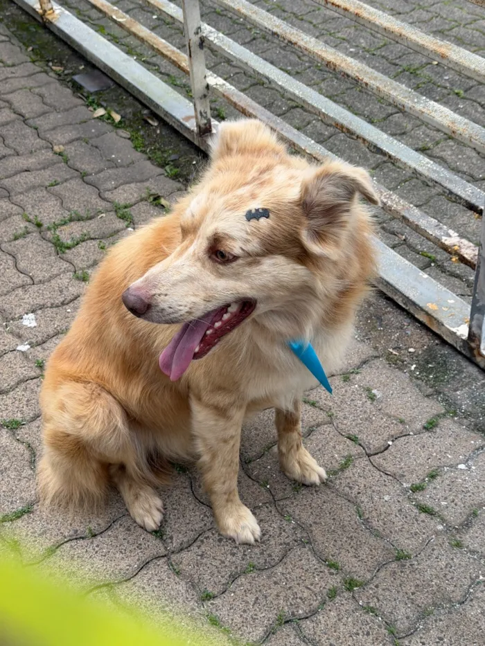 Cachorro raça SRD-ViraLata idade 2 anos nome Não sabemos o nome