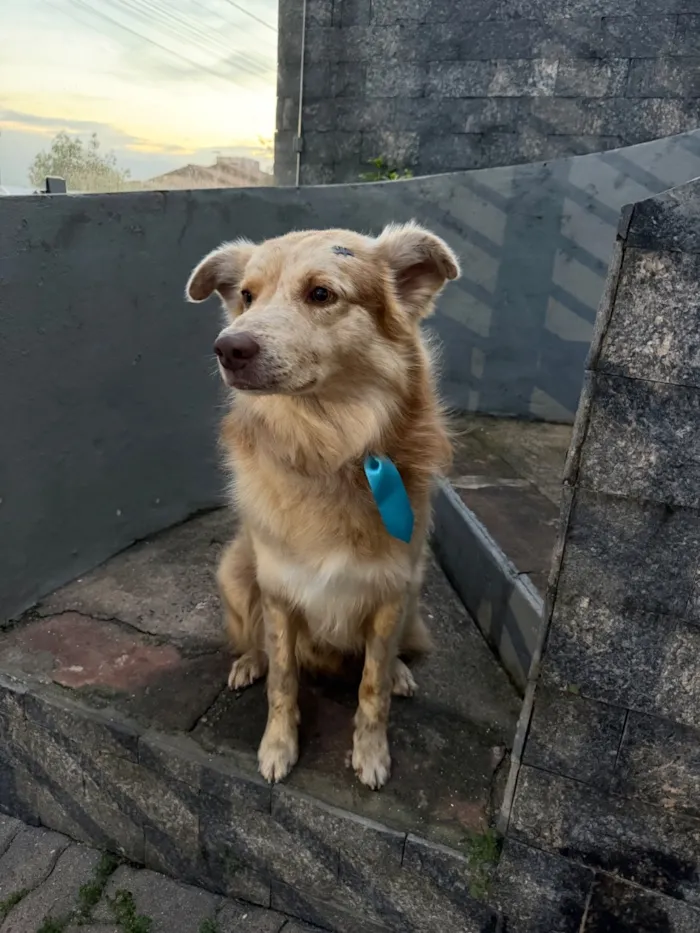 Cachorro raça SRD-ViraLata idade 2 anos nome Não sabemos o nome