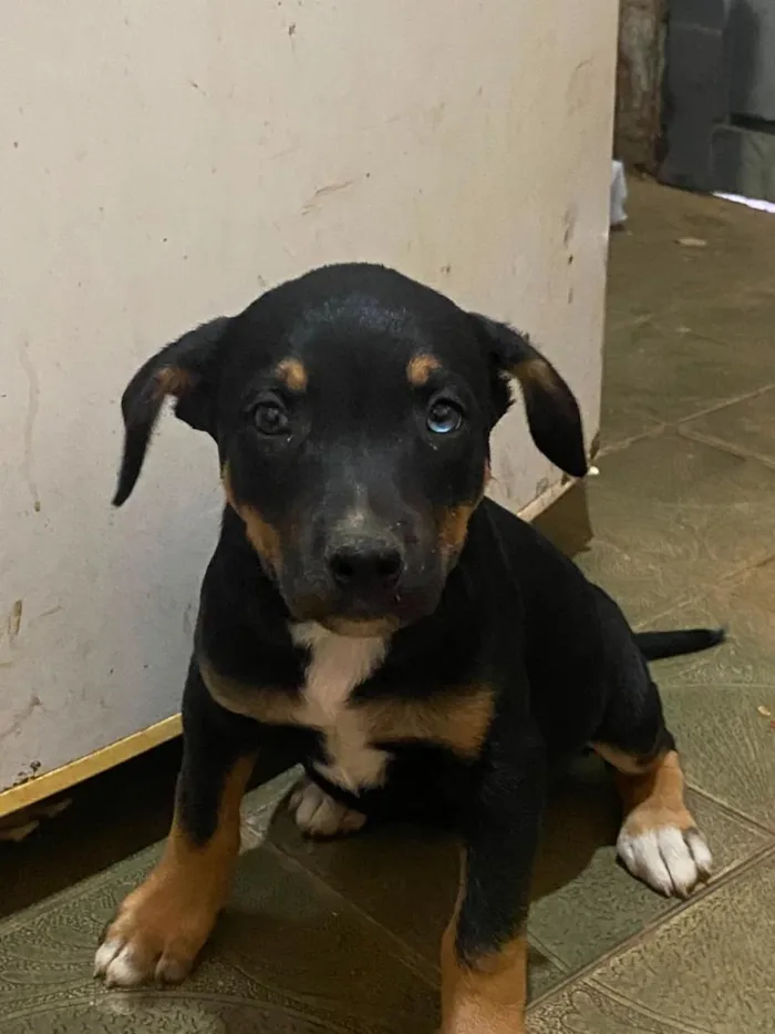 Cachorro raça SRD-ViraLata idade 2 a 6 meses nome não tem