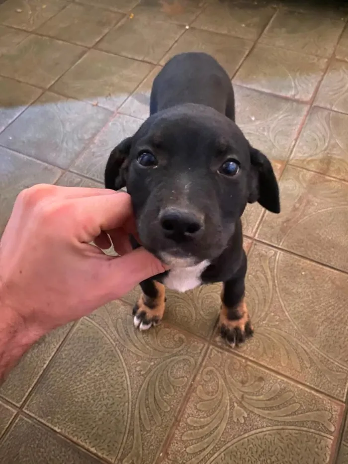 Cachorro raça SRD-ViraLata idade 2 a 6 meses nome não tem